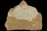 Ordovician Bryozoans (Chasmatopora) Plate - Estonia #89752-1